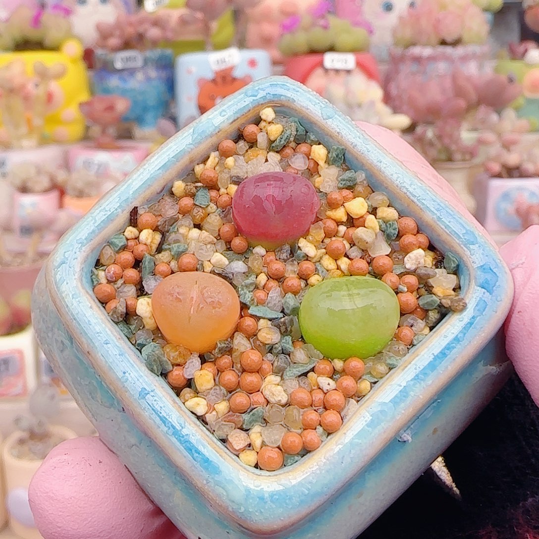 L蟠桃拼盘组合 不含盆