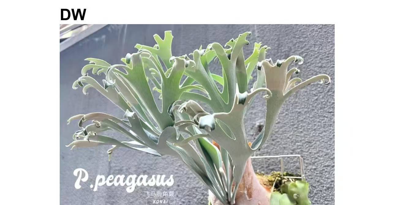 DW鹿角蕨孢子苗8cm盆苗