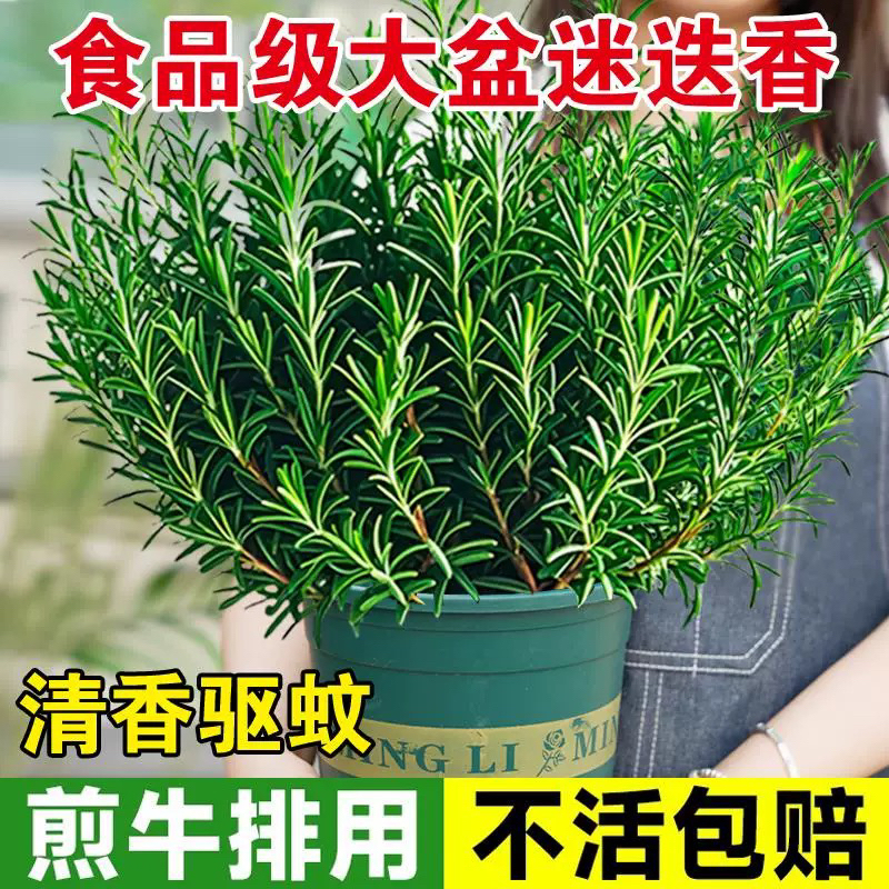 迷迭香盆栽室内绿植净化空气驱蚊虫煎牛排做蛋糕