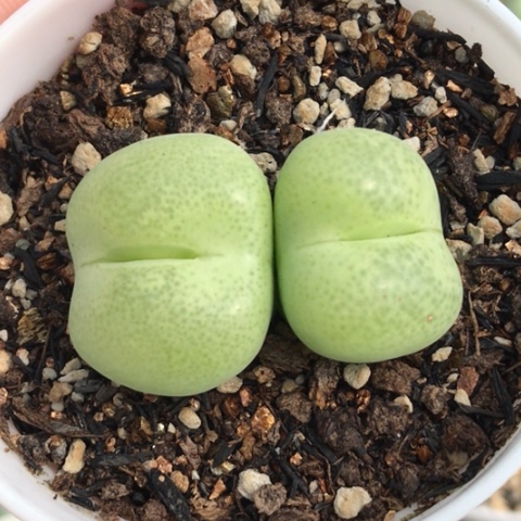 多肉肉锥 双头翠光