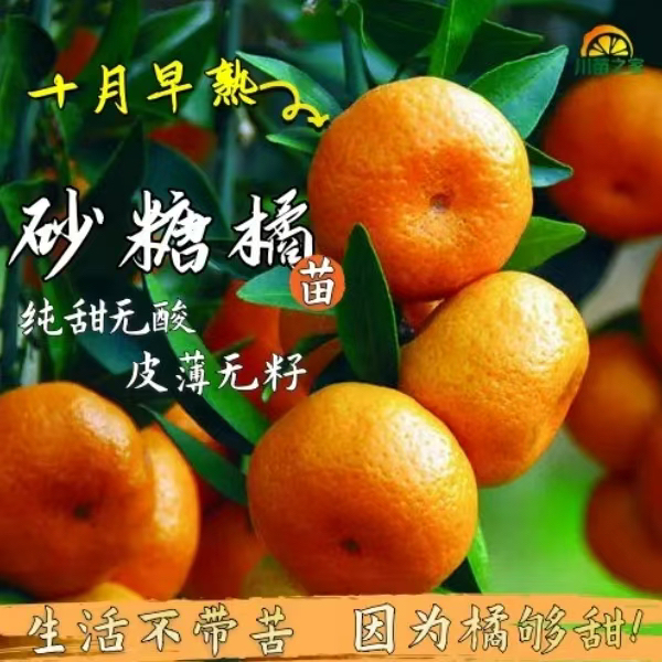 正宗【无籽10月早熟砂糖柑橘 嫁接纯甜树苗南北庭院绿植花园好成活