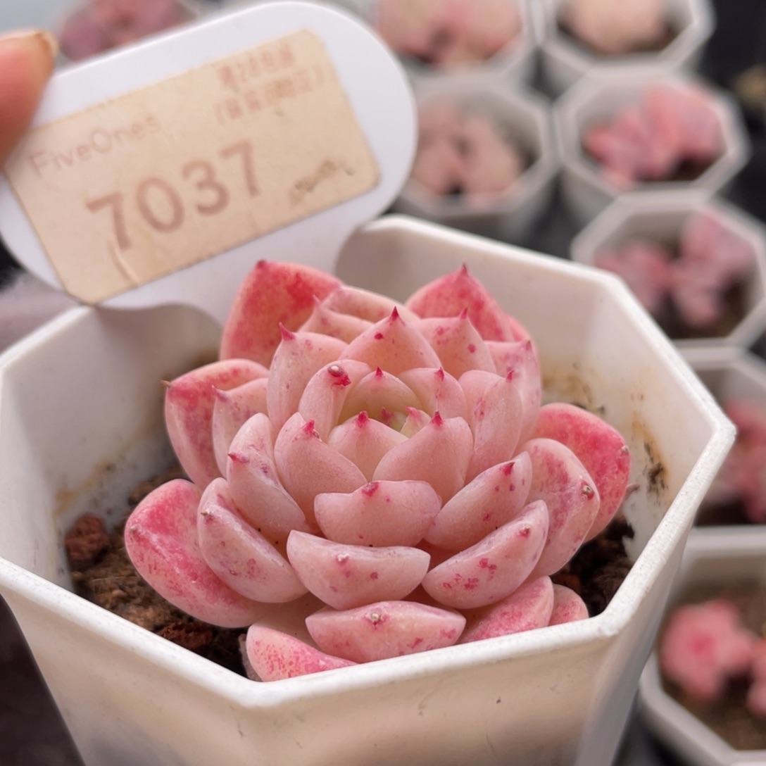 天鹅绒7037-4.5厘米