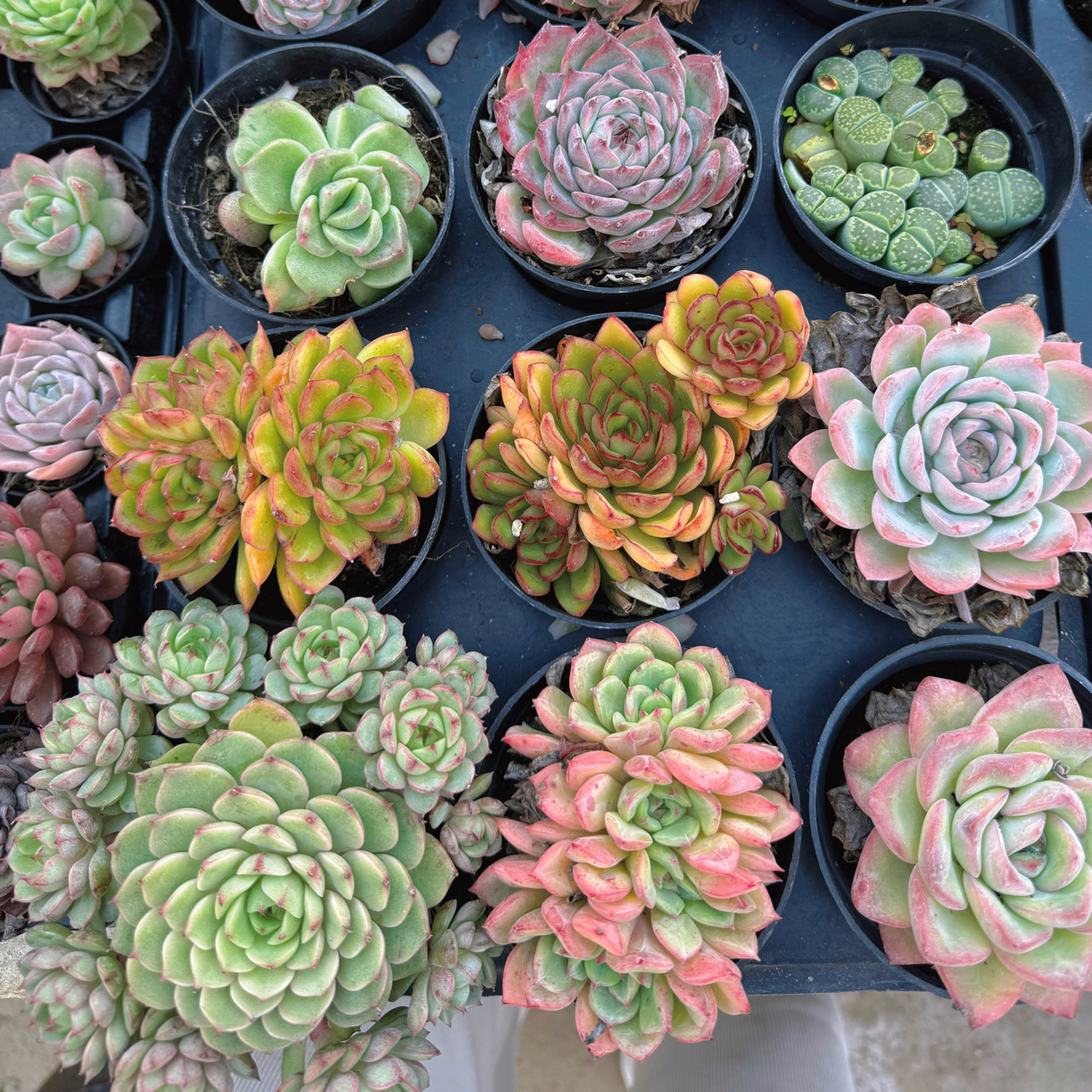 精品多肉套餐15杯装，32杯装，54杯装