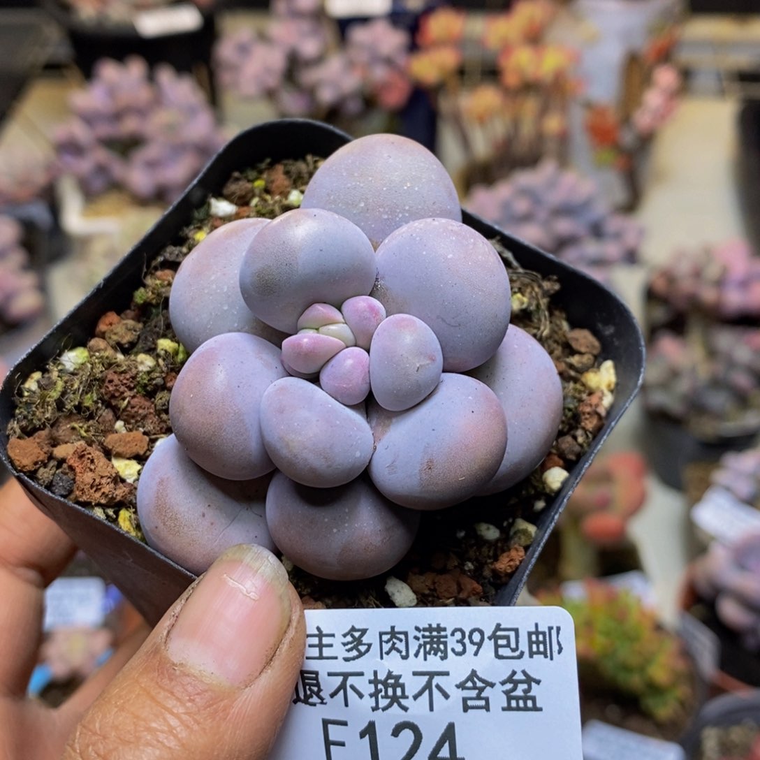 124芭比奶多肉5c m