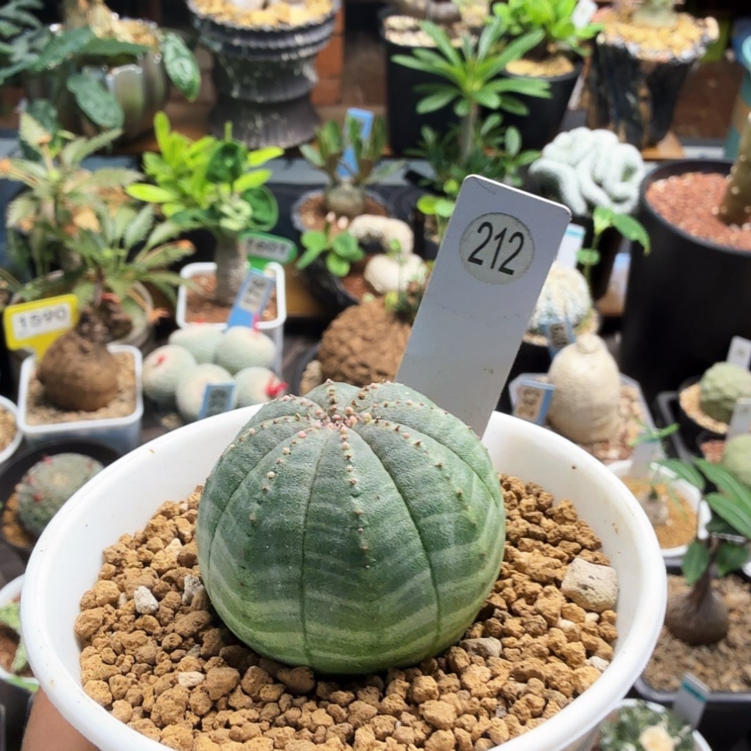 实生布纹球212仙人球块根植物