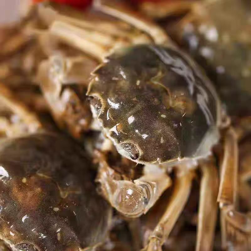 【鲜活六月黄】香辣蟹好食材公蟹单只0.8-1.0两左右顺丰包邮