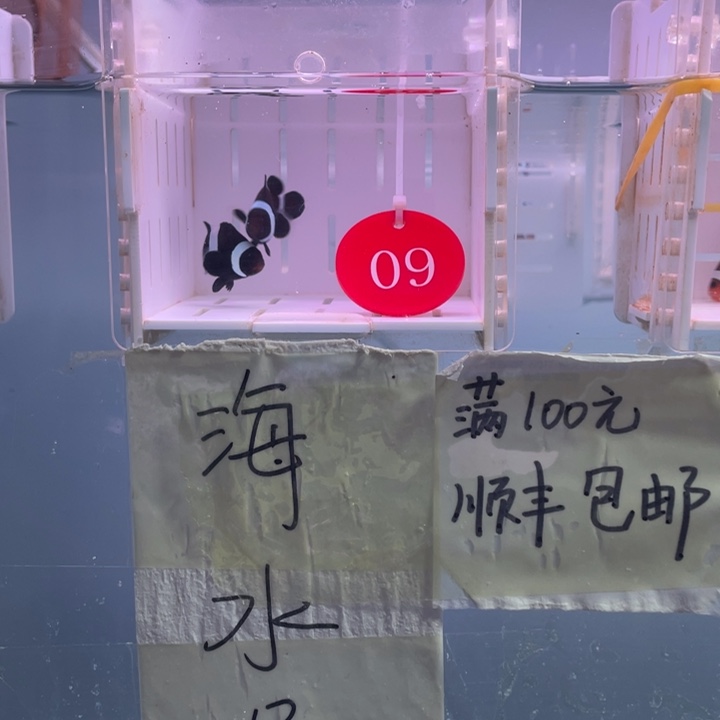海水鱼短文黑奥黑2条4左右