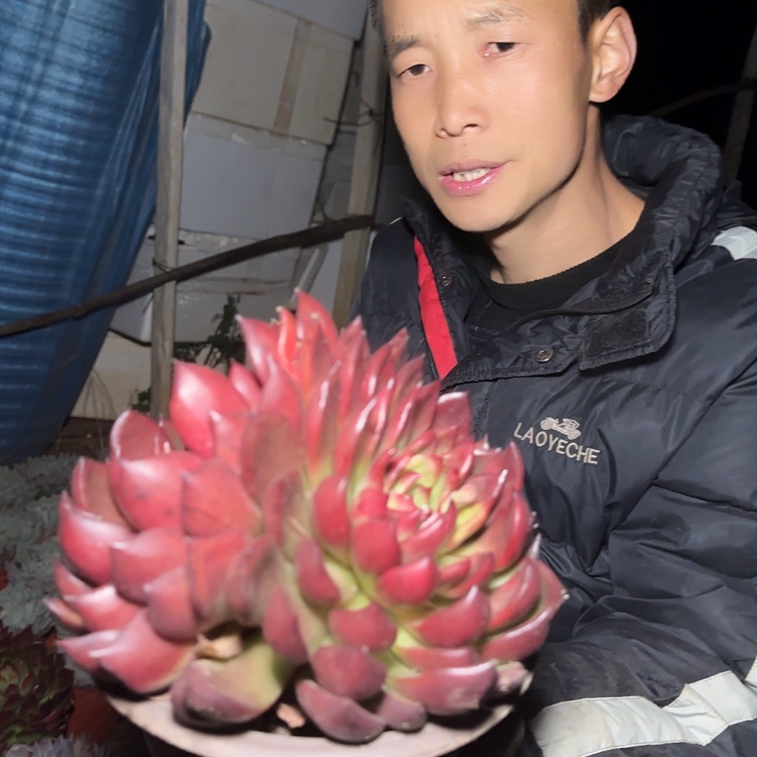 盆栽野马冬云多肉