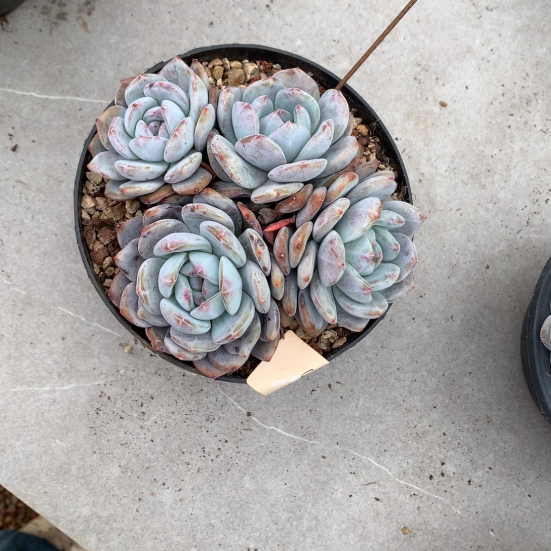 石榴籽哈哈哈哈哈哈哈哈