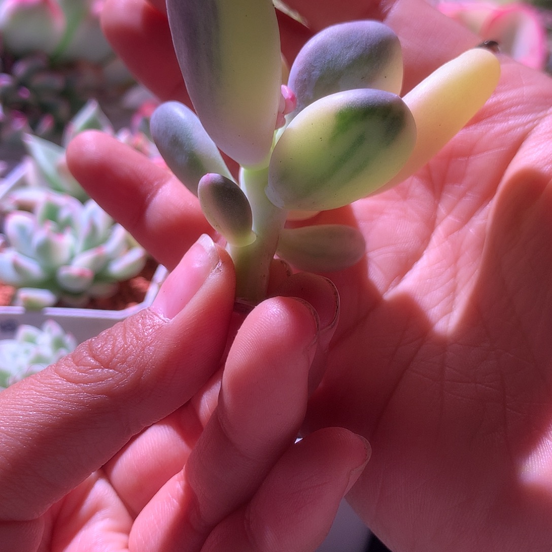 奶酪拉丝锦砍头有杆子