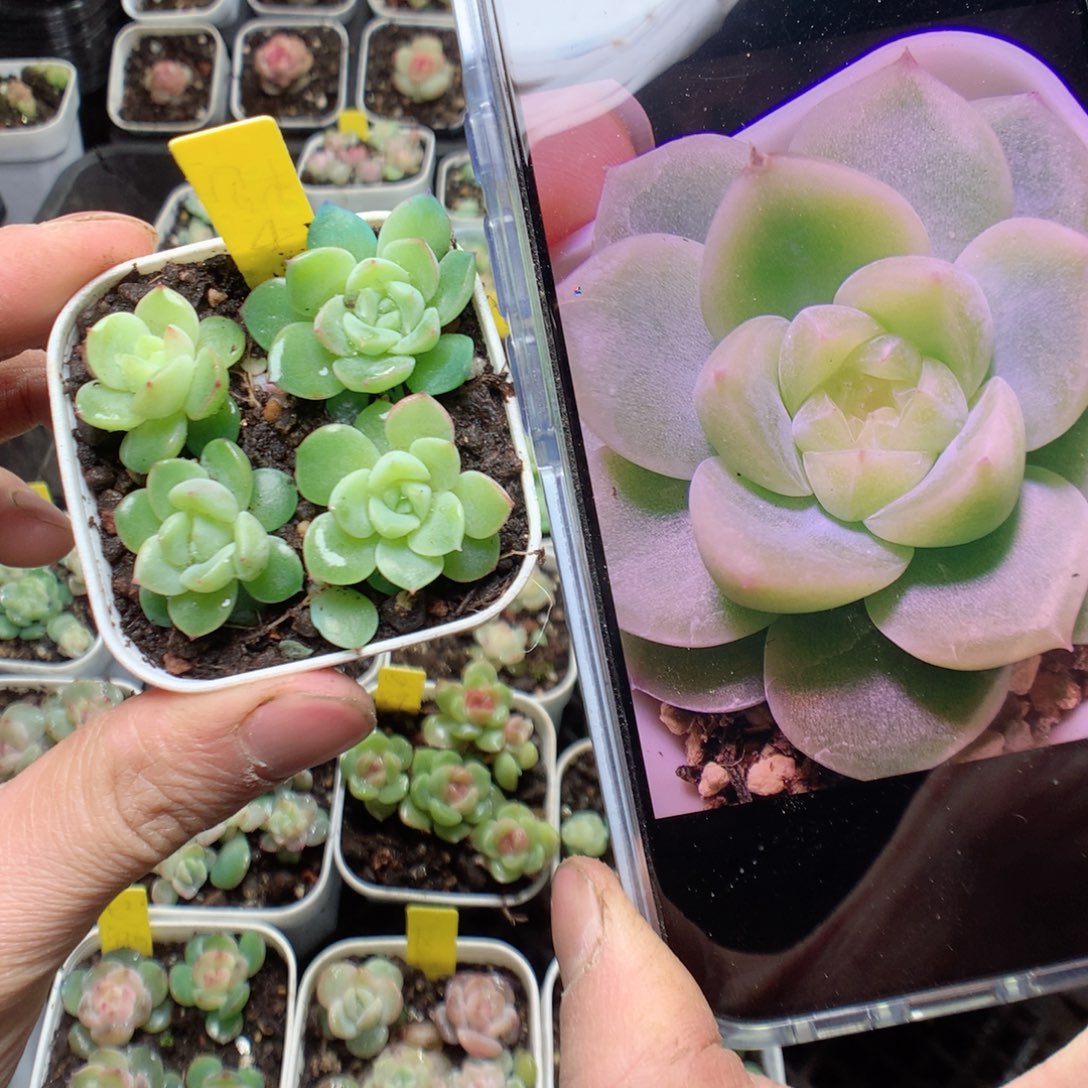 无花朵财富4 号。4颗yyyyyy