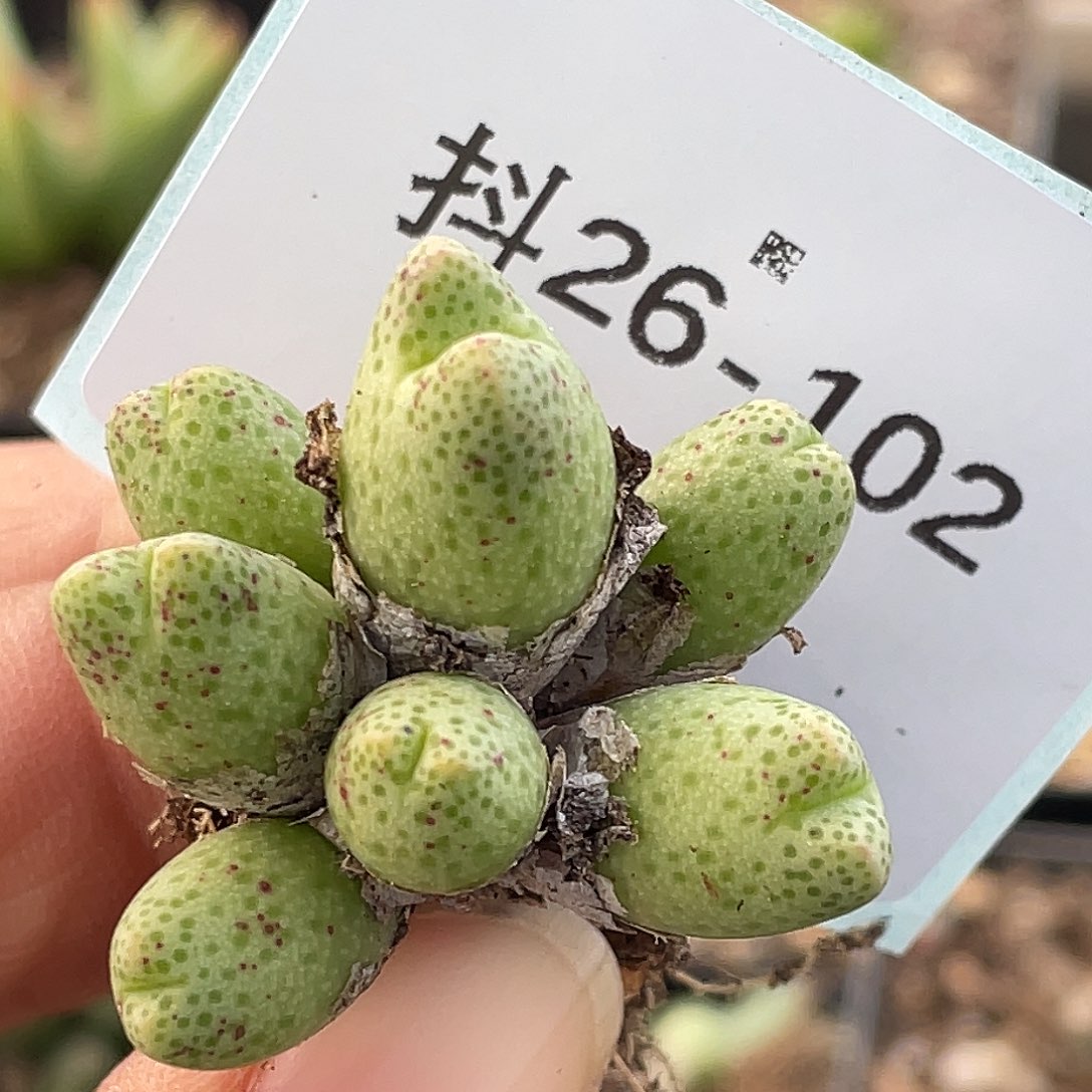 26-102草莓斑马肉锥