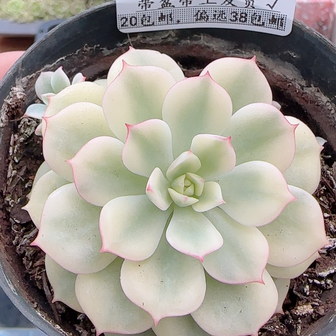多肉0907-270艾格妮丝玫瑰锦