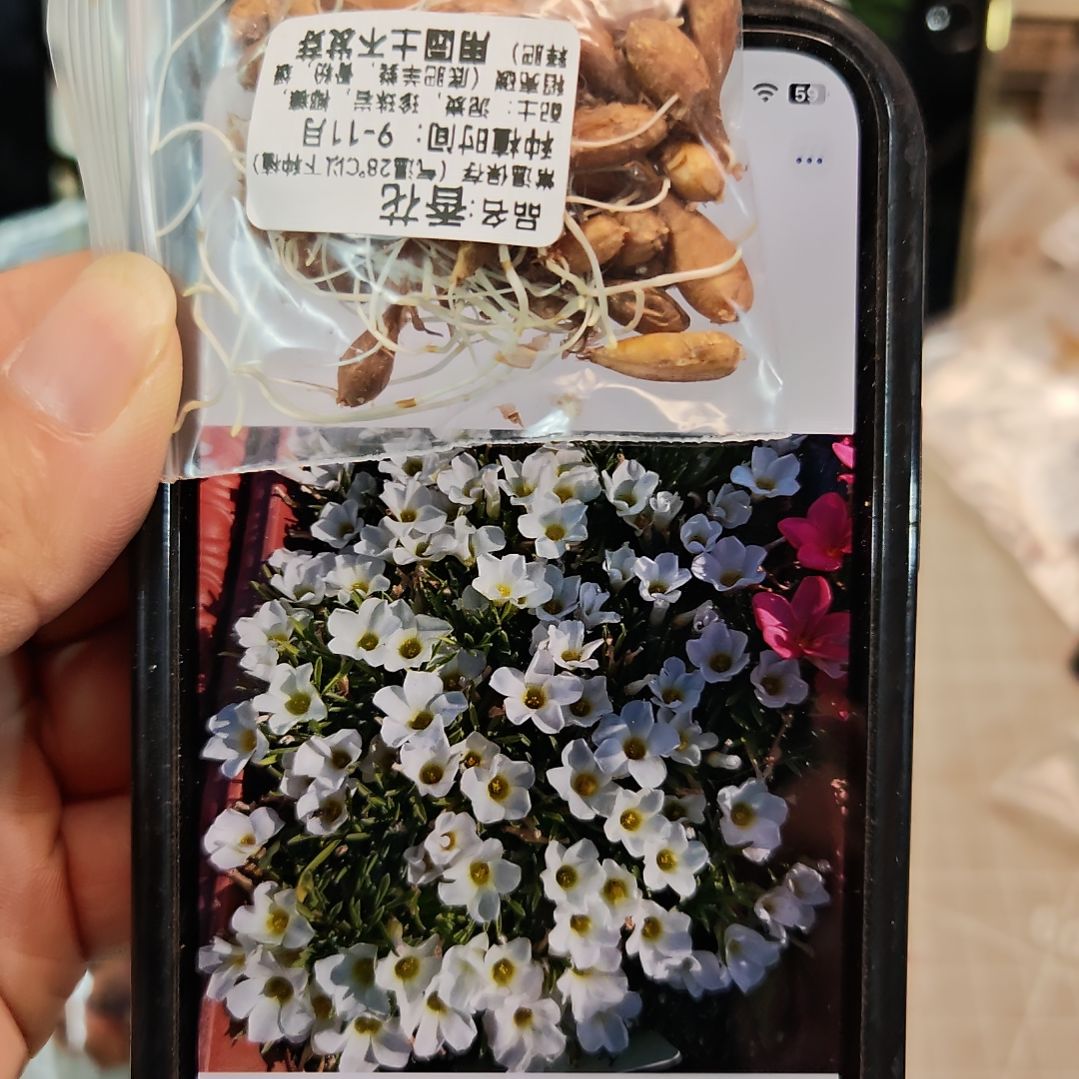 酢浆草早花纤细香花酢果香酢