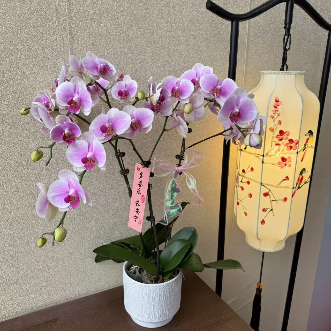 粉钻 粉色中花型 蝴蝶兰 室内精品观赏  真花