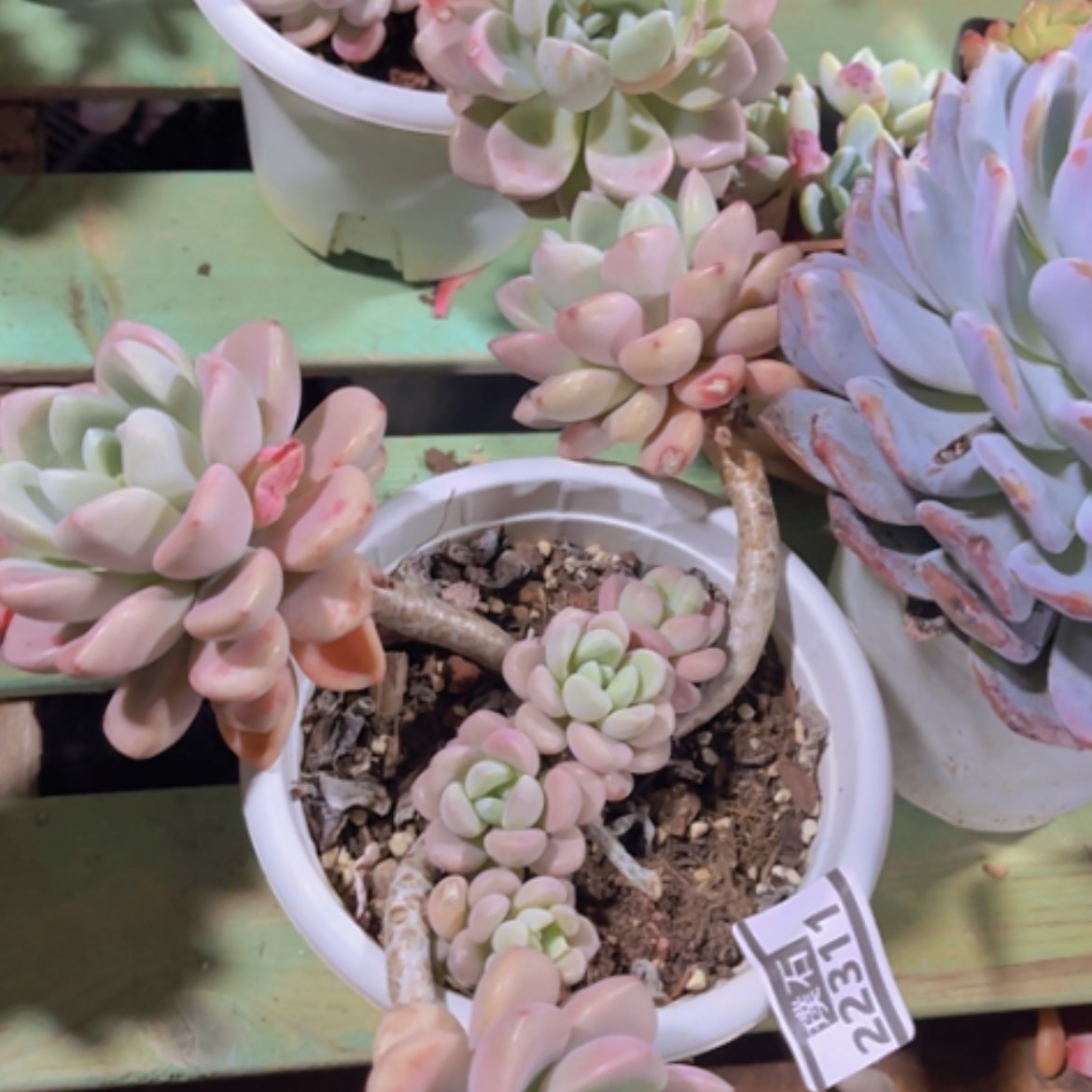 【闪购商品】花斑鹿22311