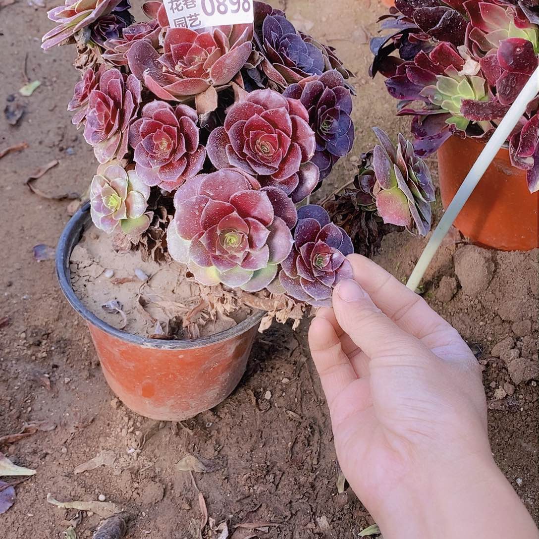 898 号一物一拍20包邮年后发货