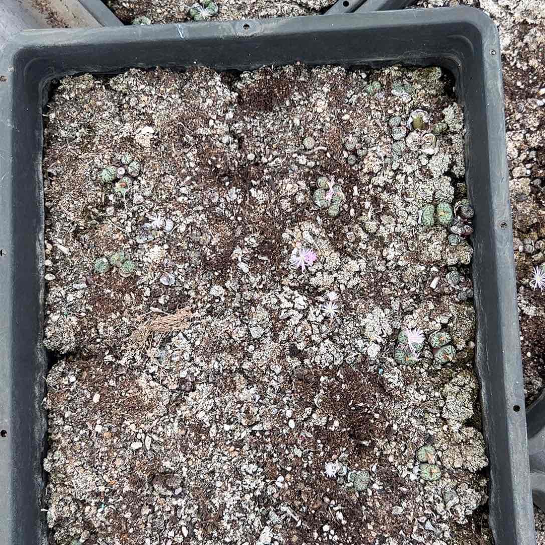 清框脱土发   无售后     592