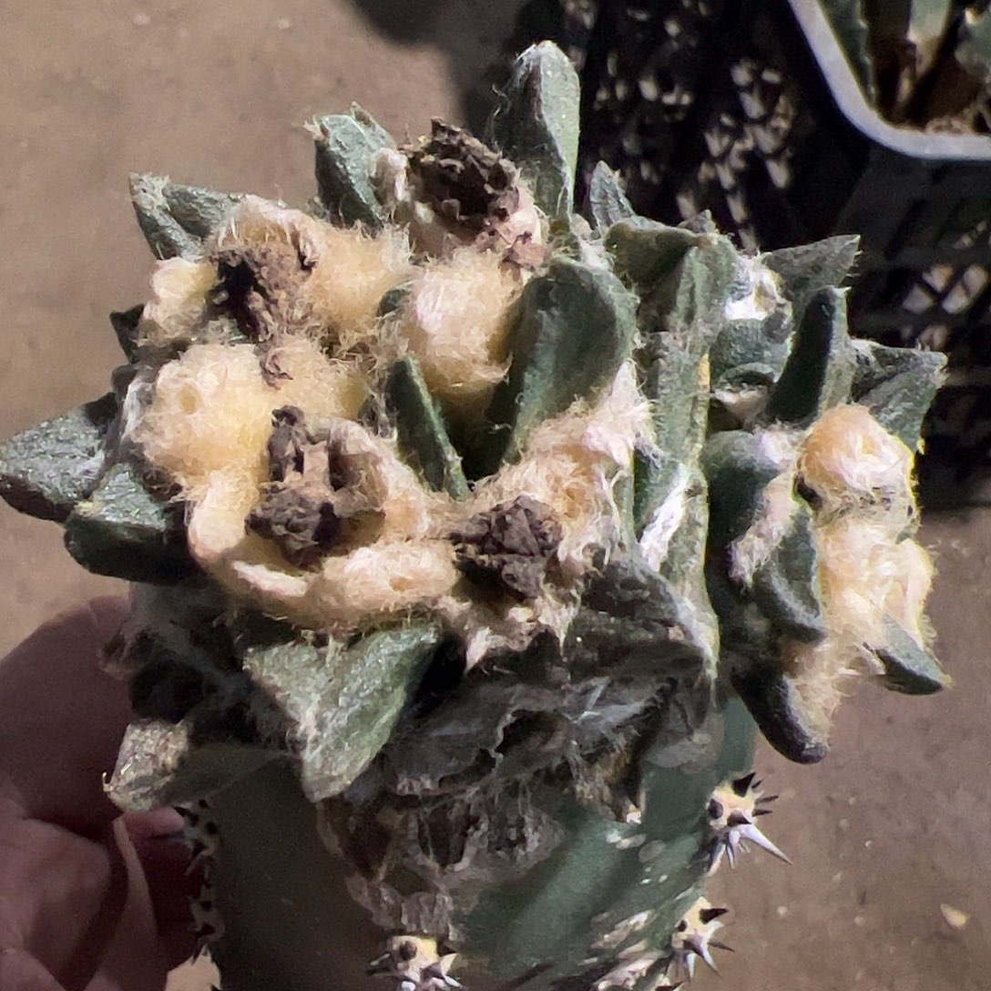 三头龙角牡丹622