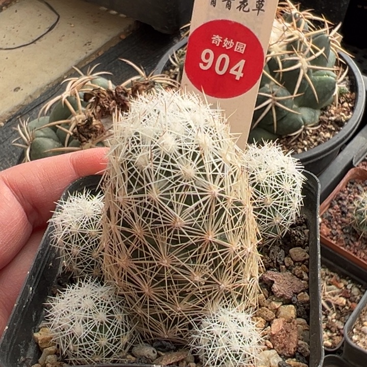 实生五头孤僻丸群一棵