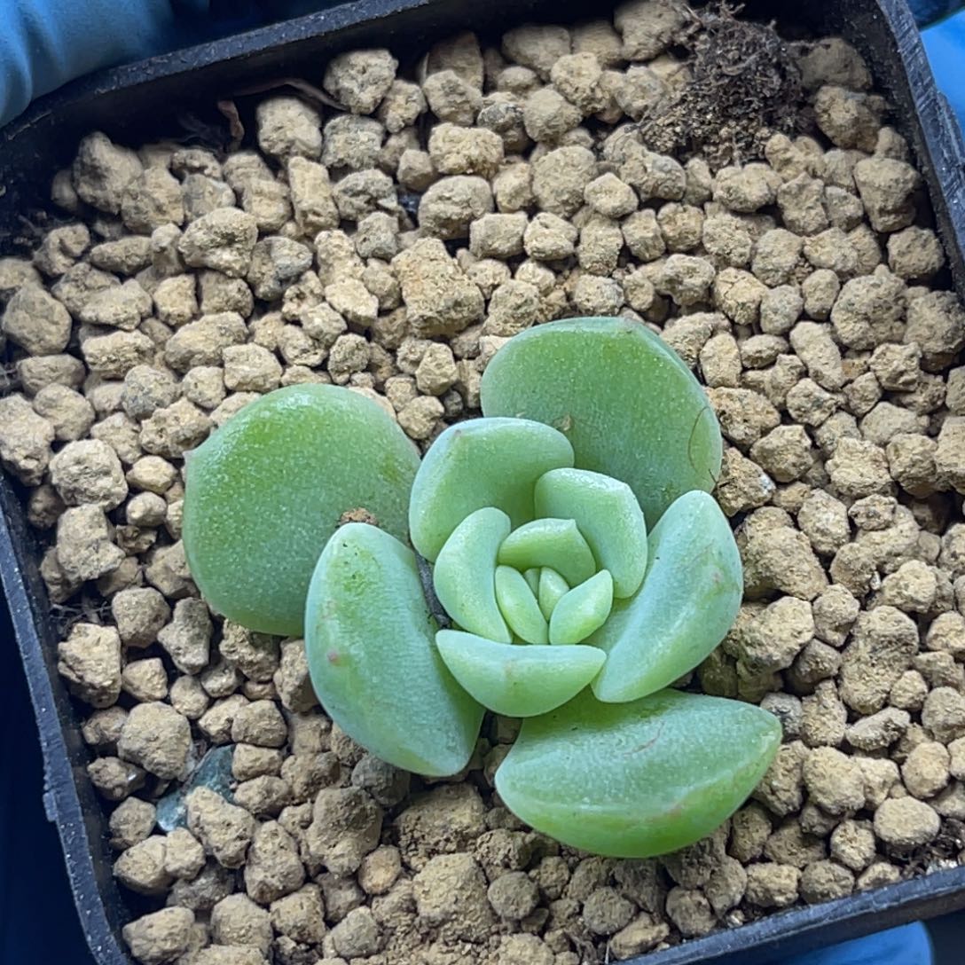 爆珠青提 叶插苗 多肉植物