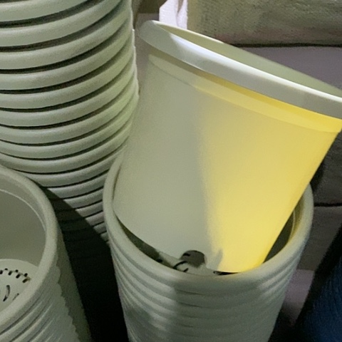 树脂四季3号果绿无托10个