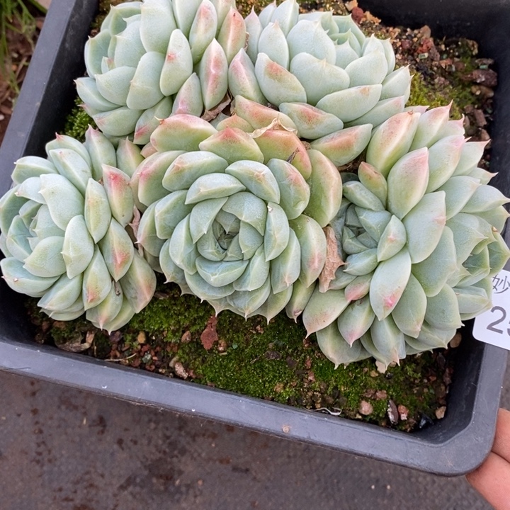 叶***D2519杂交老桩基地～15厘米