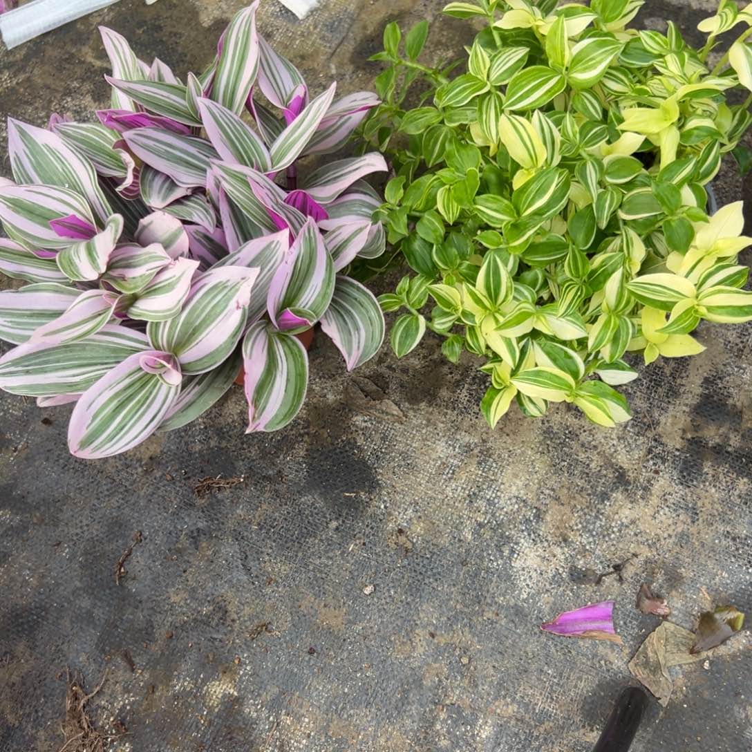 完全开放油画吊兰➕青白玉吊兰