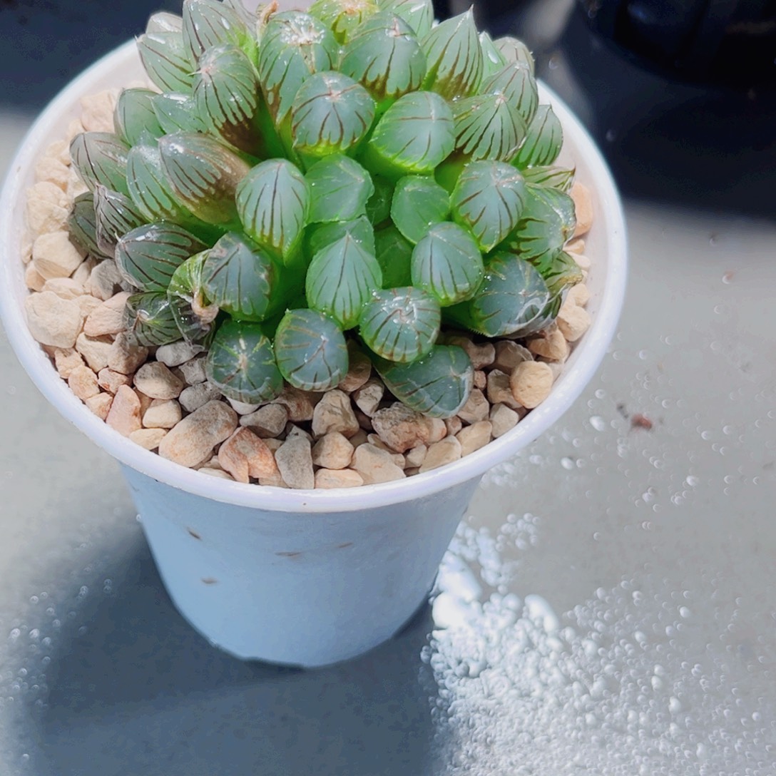 龙爪多肉植物6666