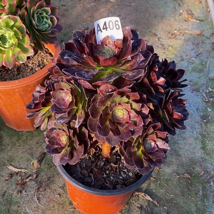 黑骑士多肉植物406