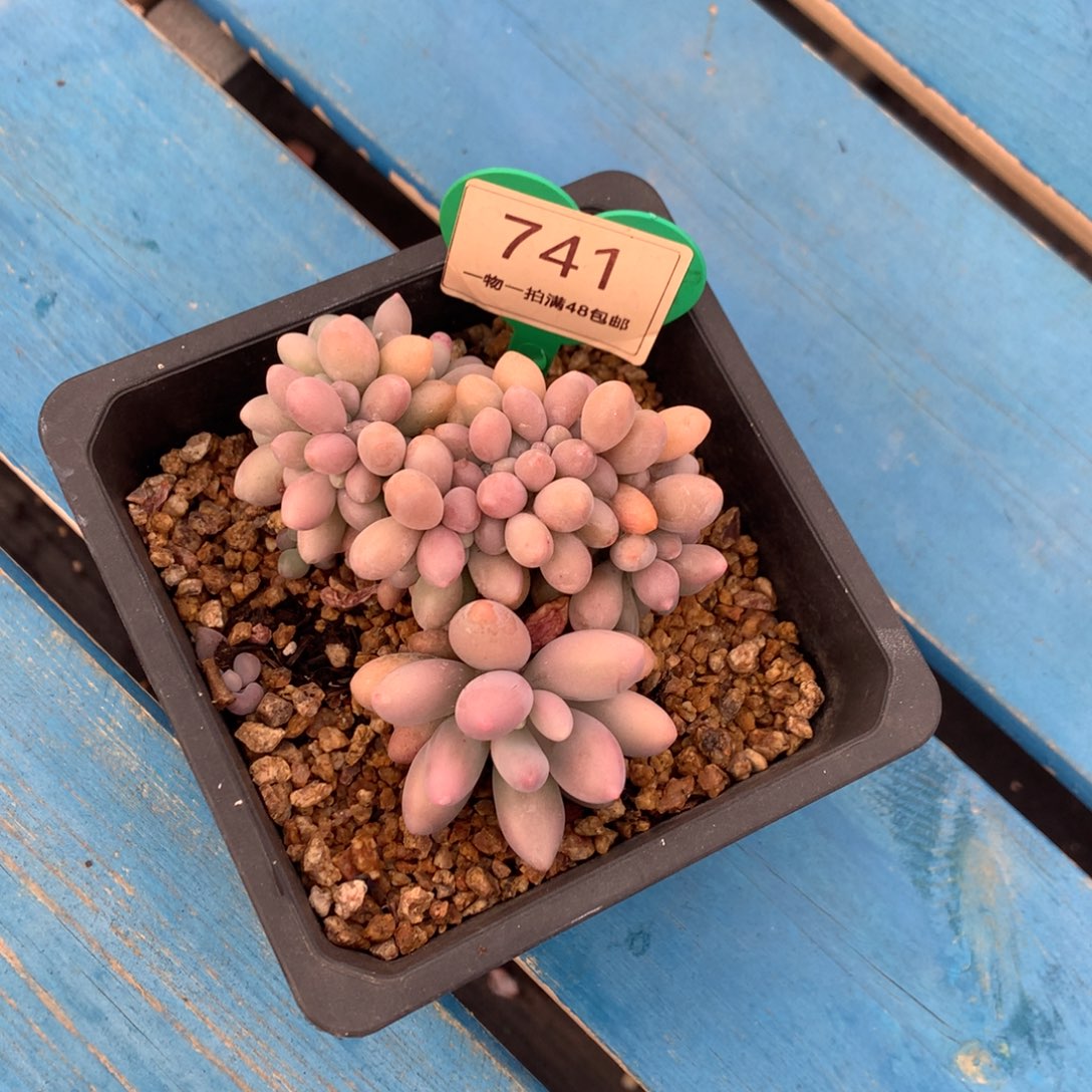 汤圆缀化一物一拍