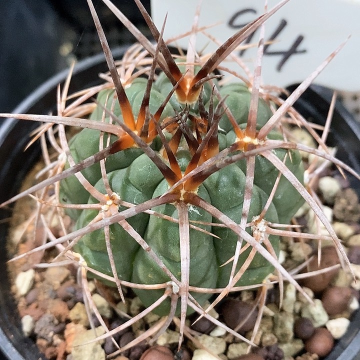 孤品实生优选狂刺天琳玉94号