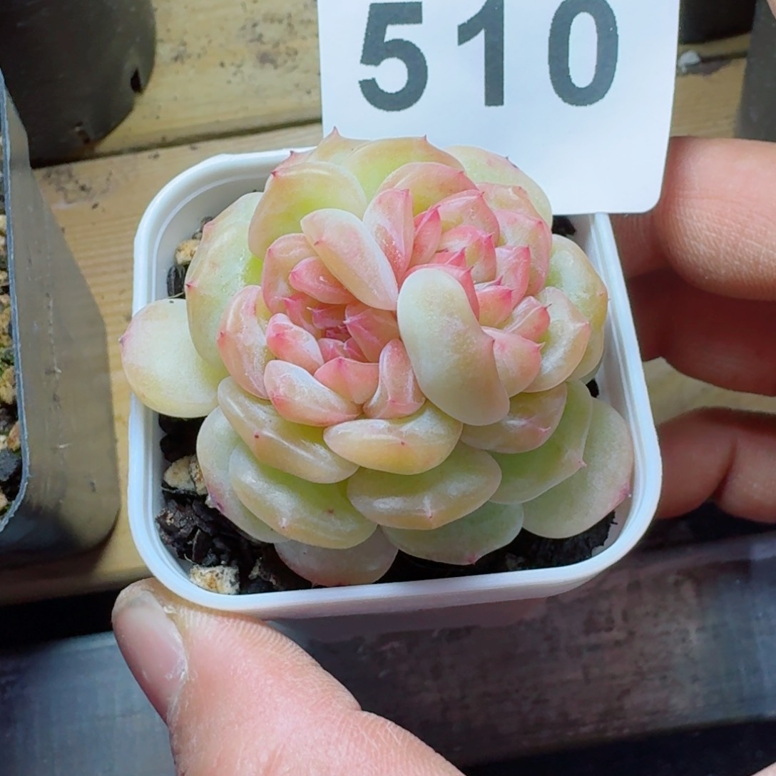 双心珍妮         多肉植物