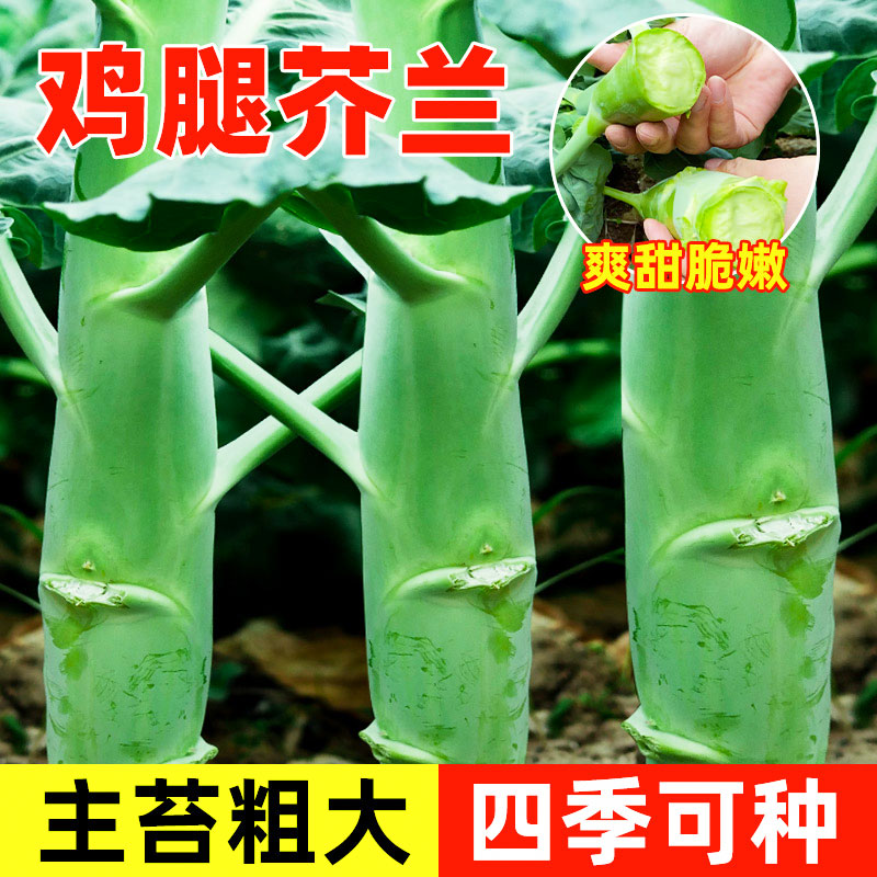 【满5包包邮】鸡腿芥兰种子芥兰菜种籽芥蓝菜籽甜芯绿芥蓝四季蔬菜