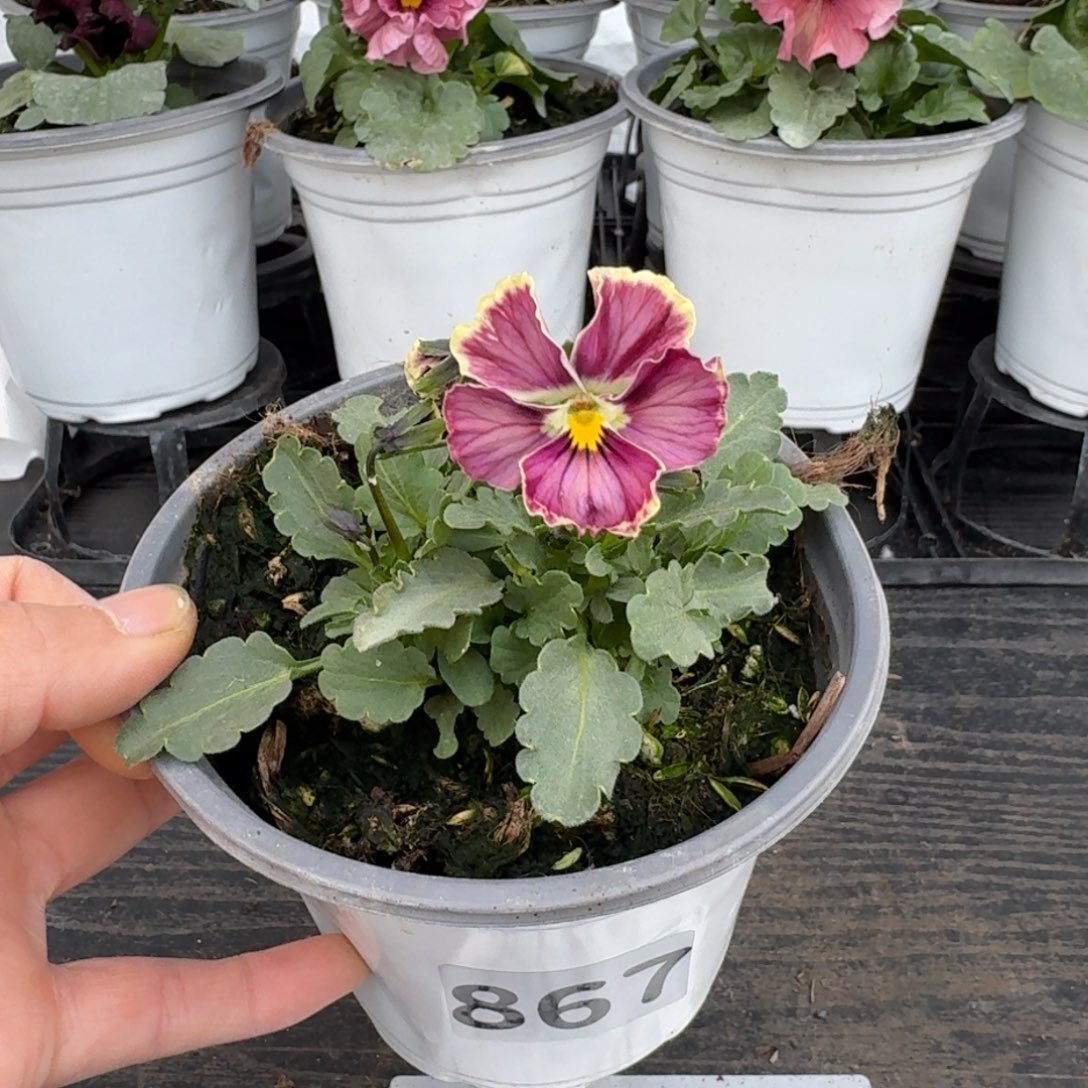 全部花朵867号心跳