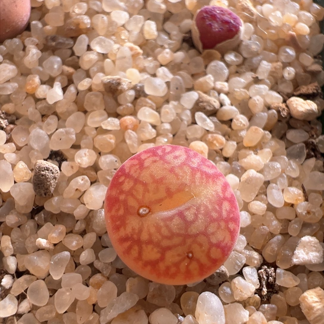 812。青蛙水蜜桃杂墨