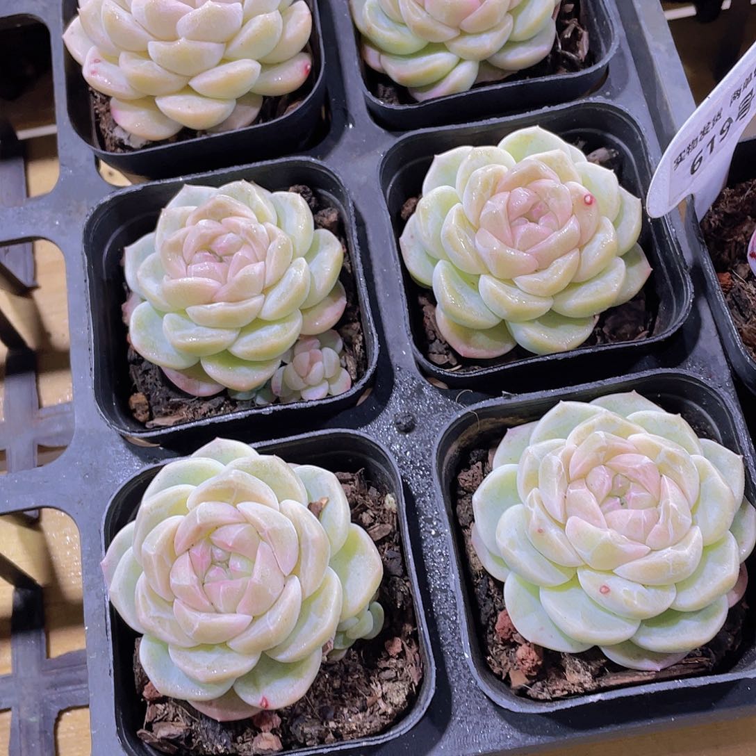 620号 丸叶糖心雪团子单头一个