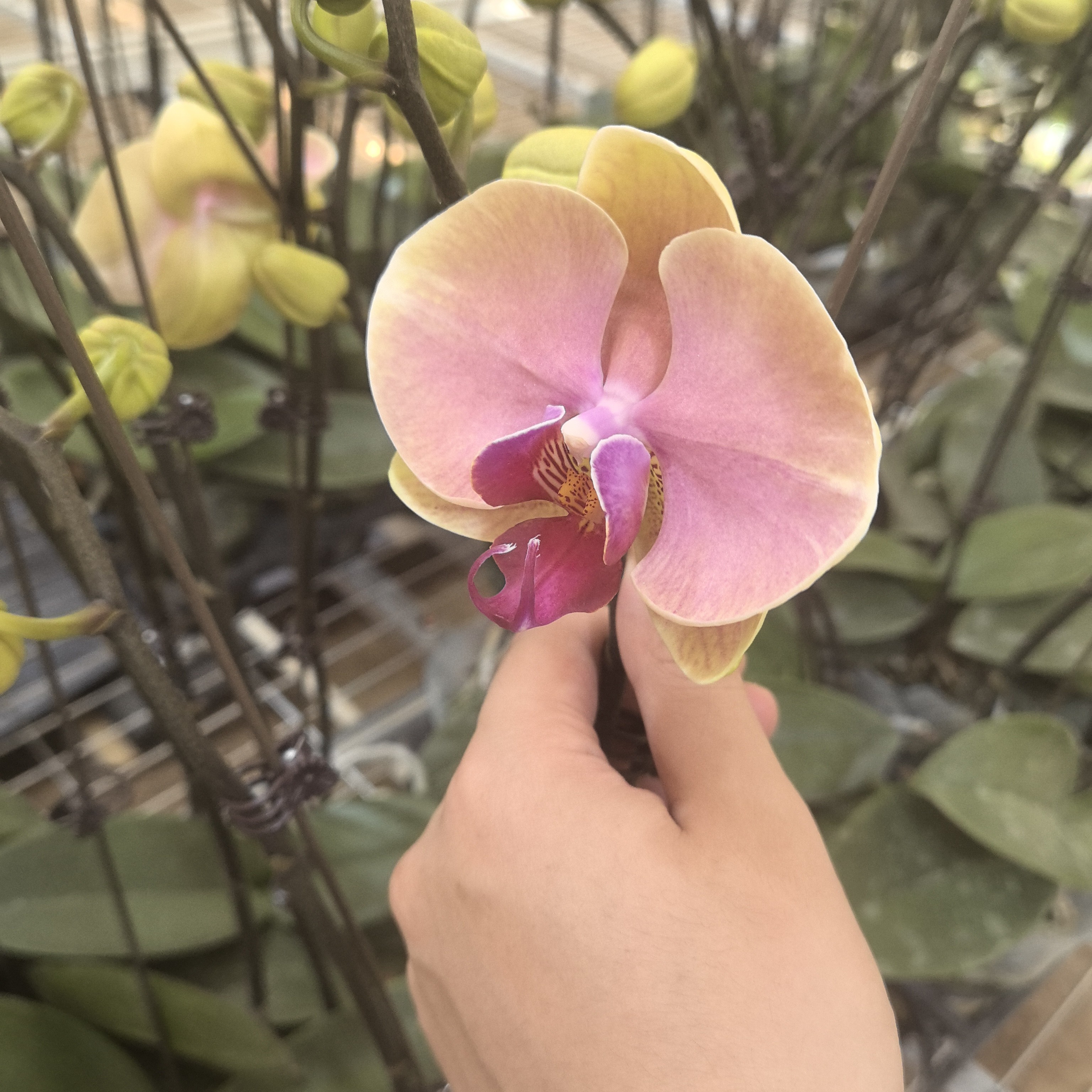 福喜 【蒙娜丽莎】两棵 3.5杯   微瑕   蝴蝶兰基地直发