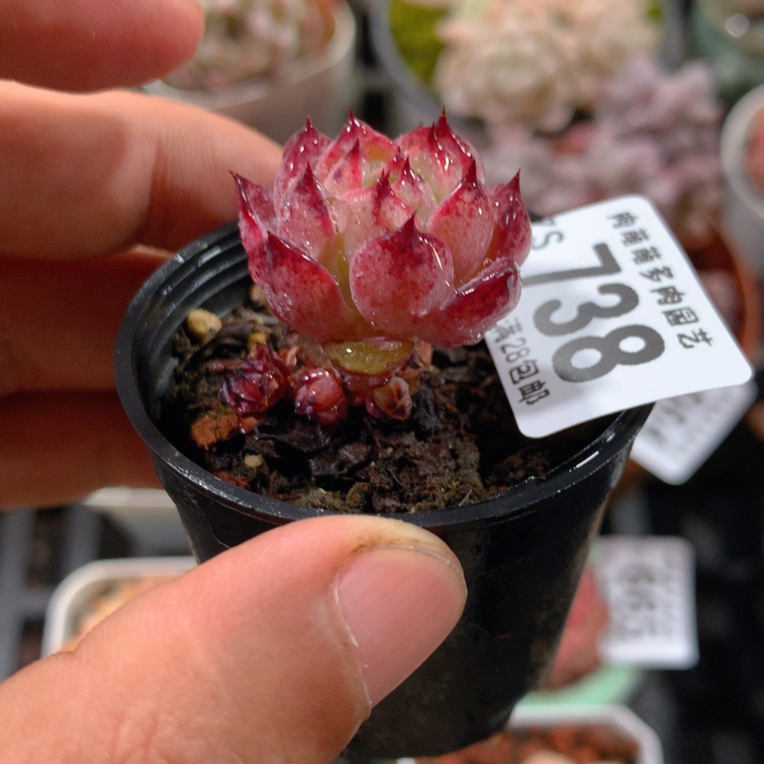 5CM拇指盆精控多肉ZS738