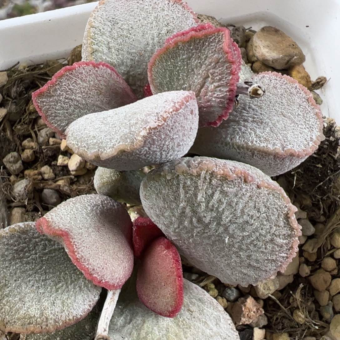 900号磨砂蛋多头纯木质桩