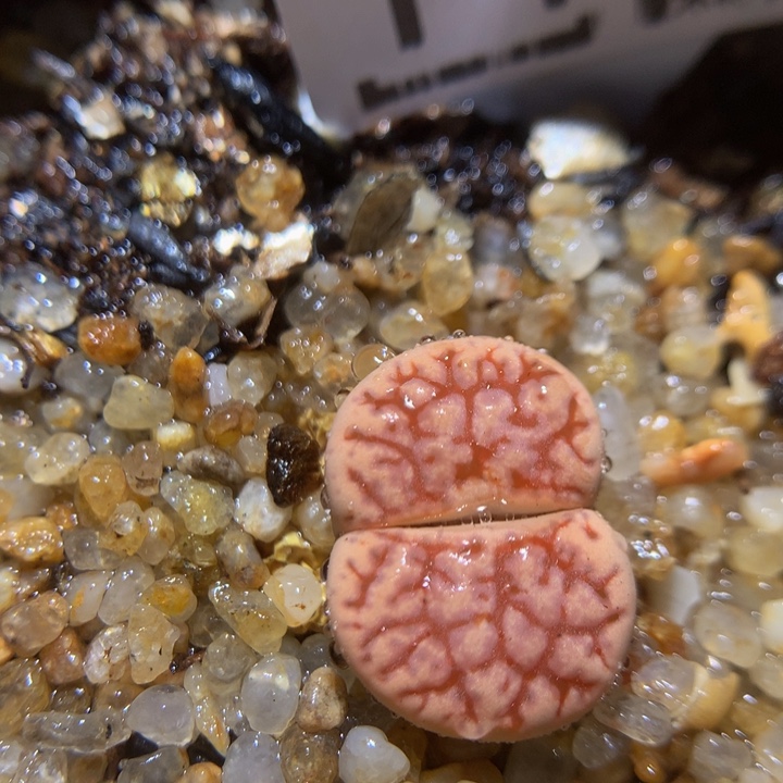 zzzz我的小可爱们1450镇魂石