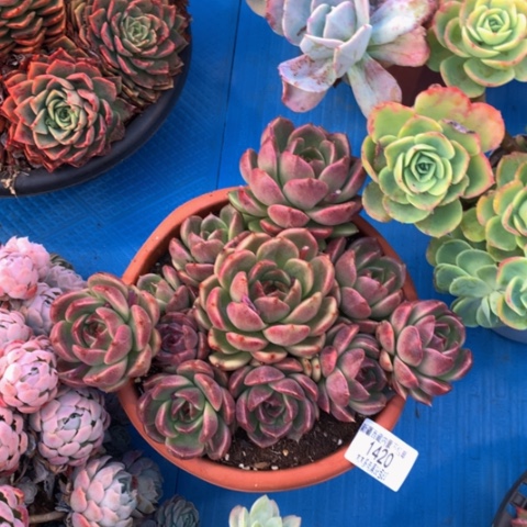 肉****)1420水晶多肉植物