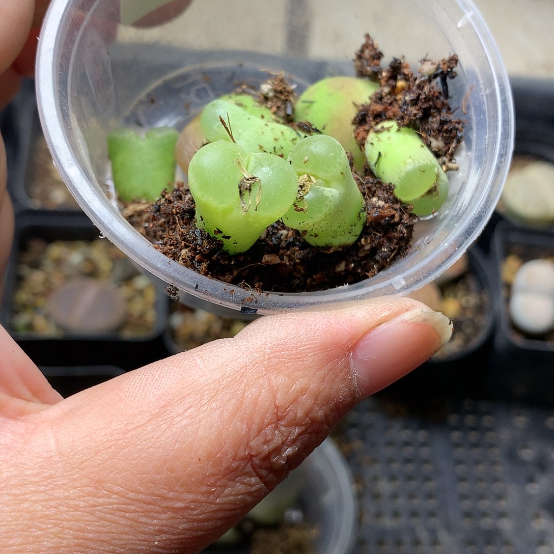 多****G295多肉植物保护研究所