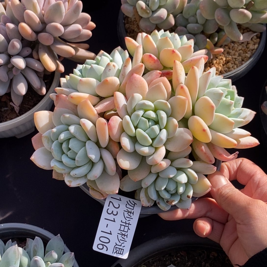 两单包邮1231-106冷香