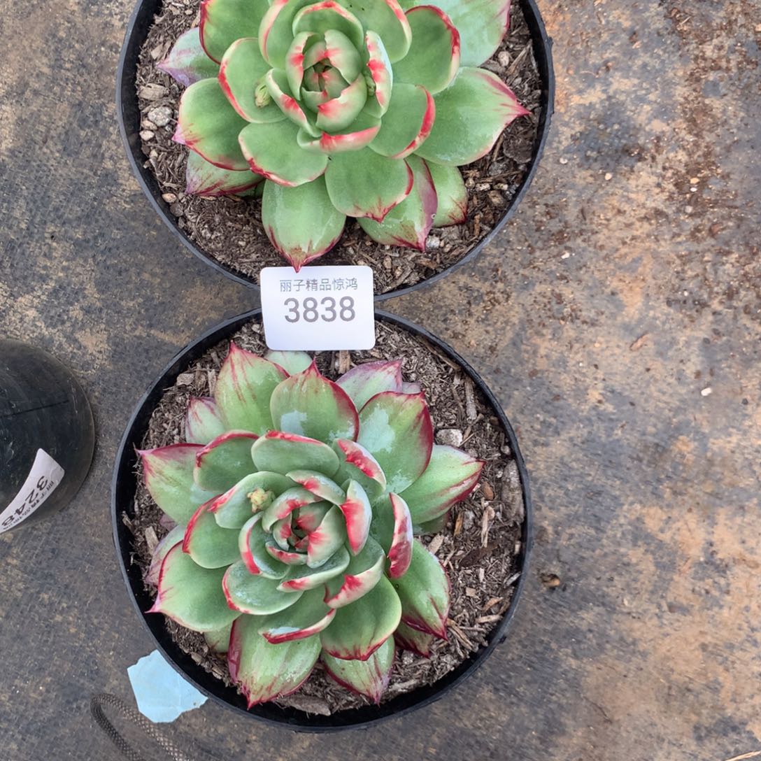 朱***儿3838一物一拍2颗12厘米