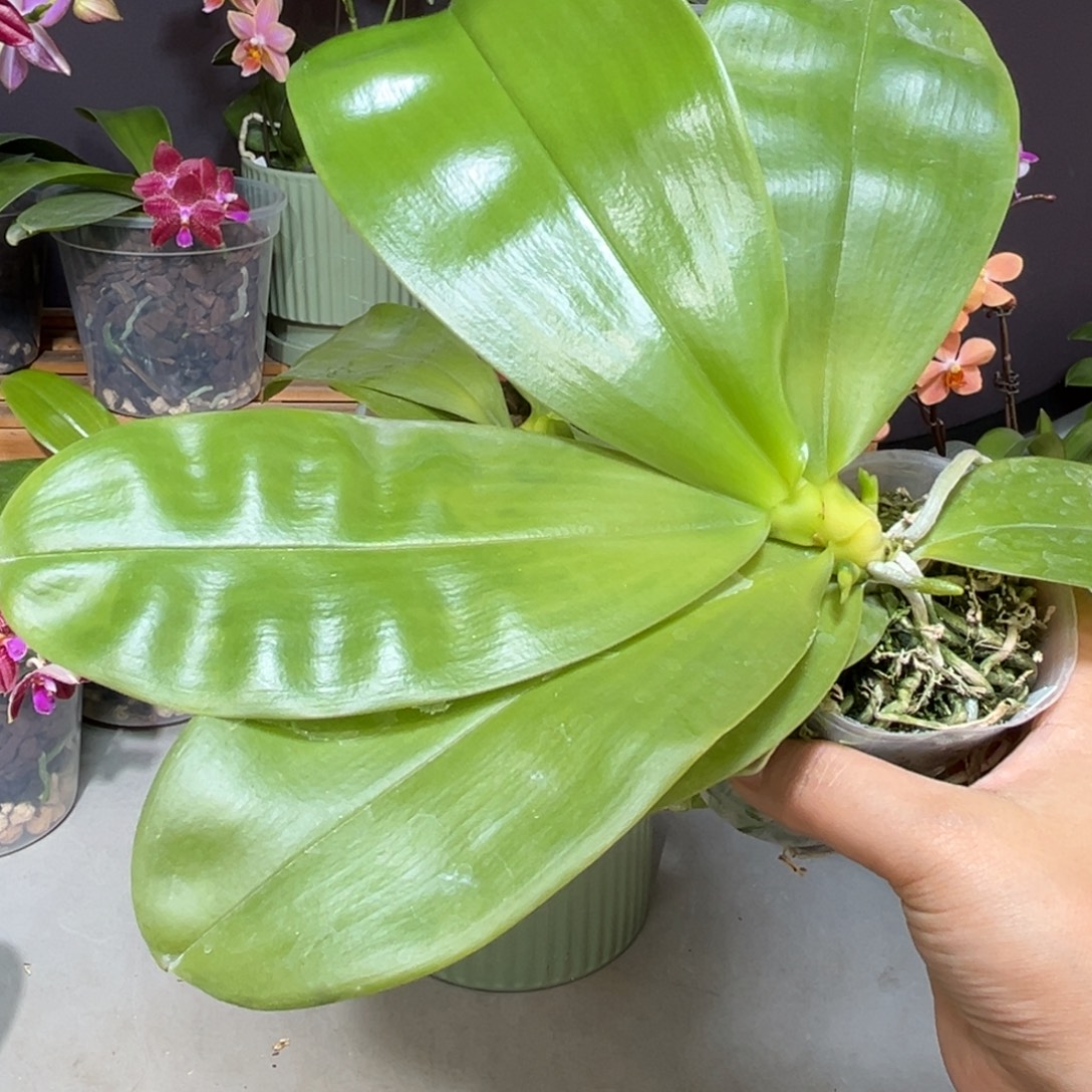 纳***思大部分花苞少量开放