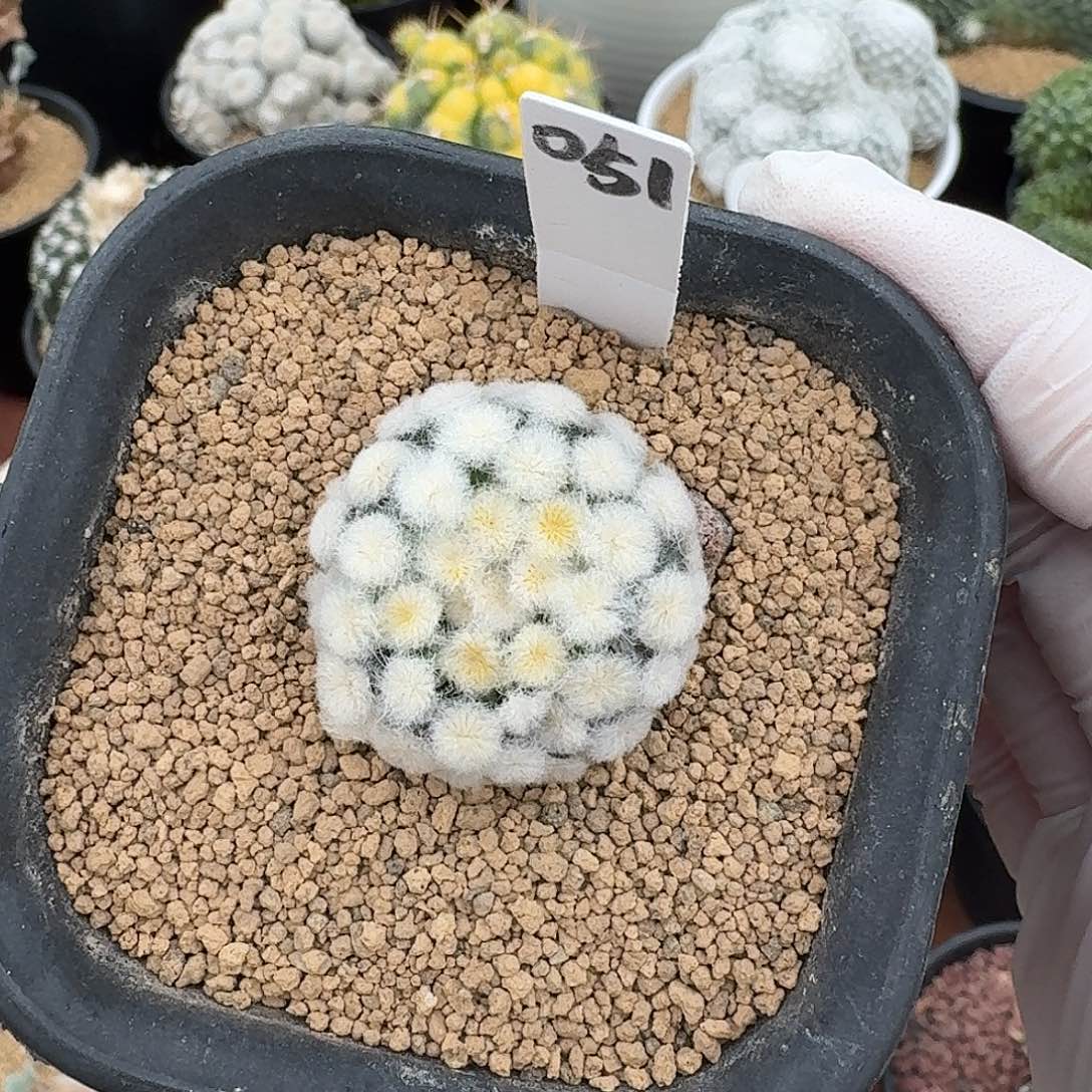 淡***色降落伞仙人球1234