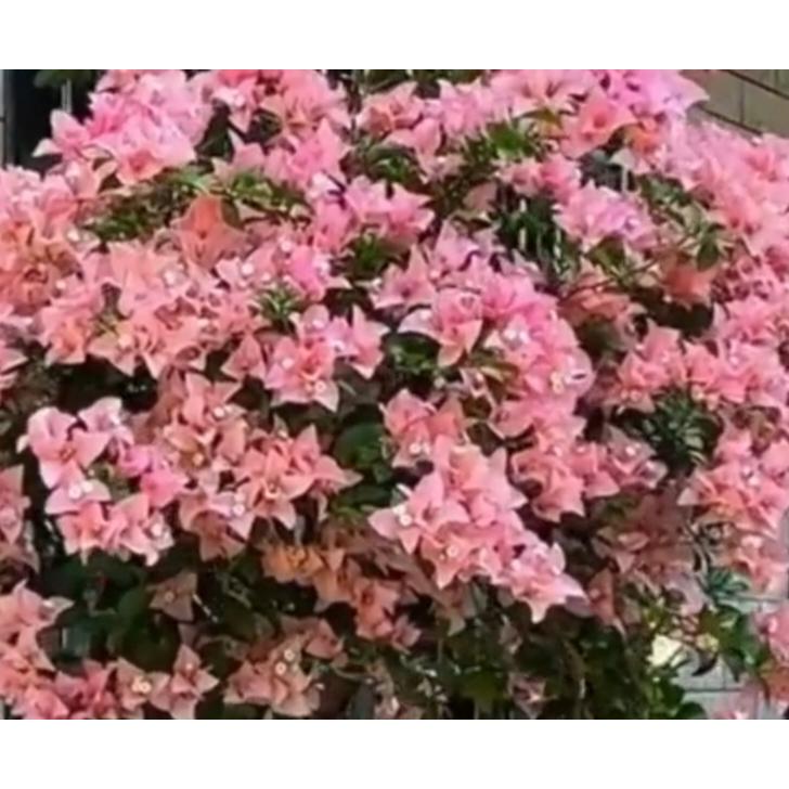 卡亚塔三角梅四季开花品种爆花品种盆栽基地直发