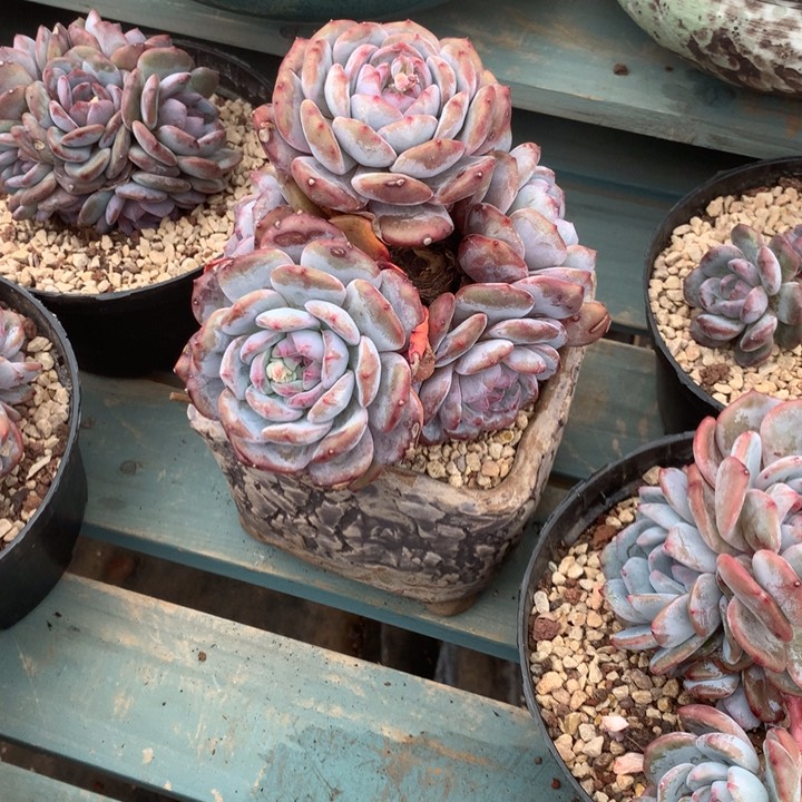 七个隆咚呛花花花花花花花