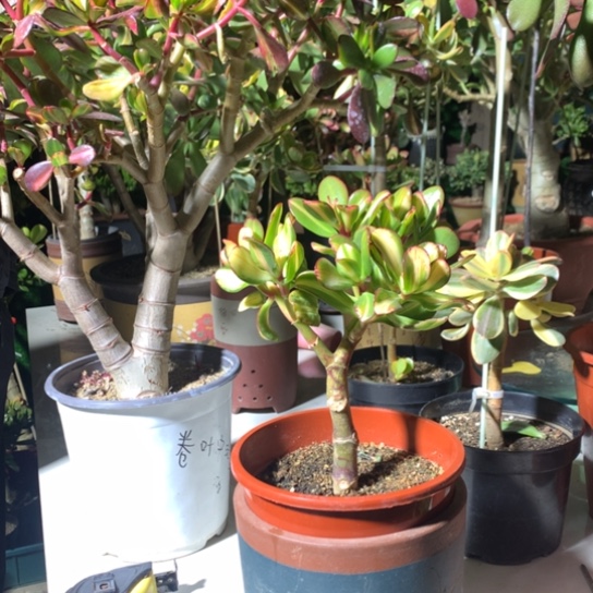 北****图0286卷叶脱土发货